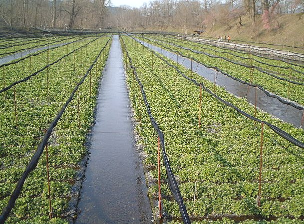 Wasabi Farm